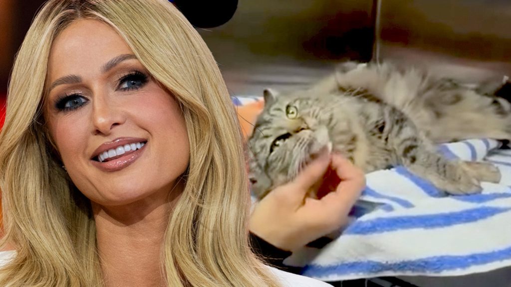 Paris Hilton Membantu Menyatukan Kembali Korban Kebakaran Hutan LA Dengan Kucing Mereka