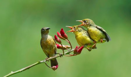 9 Jenis Burung Kicau Terbaik Tutkel Lomba, Dijamin Gacor