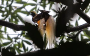 Burung Cendrawasih Menyimpan Rahasia Biofluoresensi Yang memukau