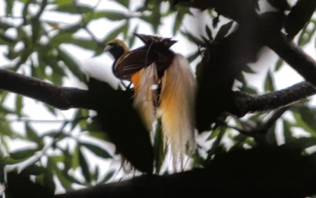 Burung Cendrawasih Menyimpan Rahasia Biofluoresensi Yang memukau