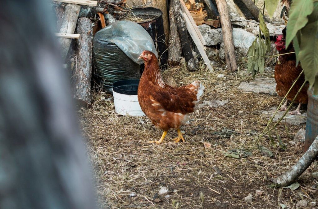 CDC UNGKAP 2 Oorg Dirawat di RUMAH SATIT AKIBAT FLU BURUNG H5N1