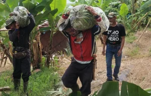 Desa Mekarwangi Lembang Budi Daya Pisang Ambon Unkuk Ketahanan Pangan