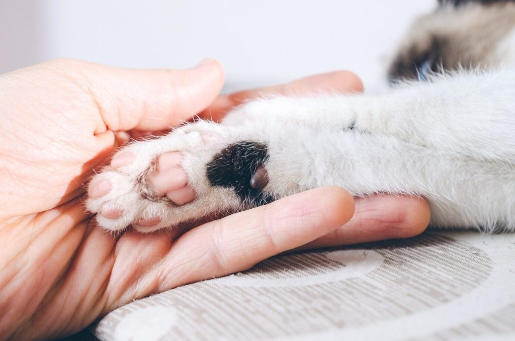 Kacang Kaki Bantalan Kaki Kucing Yangkaska Dan Penuh Fungsi