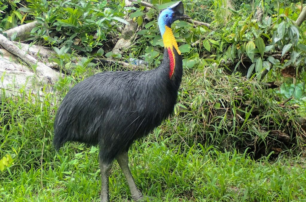 Kasuarari, Burung Paling Berbahaya Di Dunia Yang Berperan Mempersembahkan Bagi Hutan Hujan