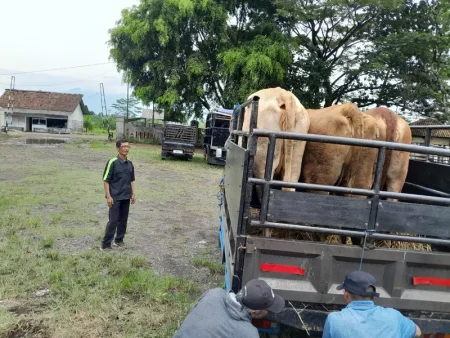 Kasus PMK Di Garut, 23 Ekor Mati Dan 233 Positif