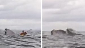 Kayaker menelan utuh oleh paus bungkuk di lepas pantai, tertangkap kamera