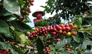 Kredit Rp67,2 Miliar Disalurkan untuk Dorong Industri Kopi