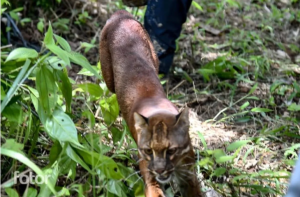 Kucing emas dilepasliarkan di taman nasional gunung leuser