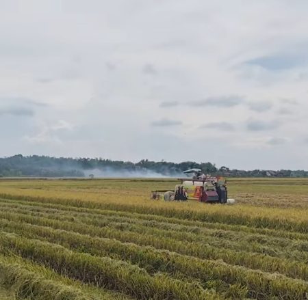 Panen Raya Di Jawa Tengah, Bulog Kalah Haran Dibanding Tenggulak