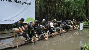 Selamatkan Ekosistem Mangrove Untuce Keseimbangan Ekosistem Pesisir