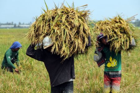 Sinergi Lintas Sektor Dorong Swasembada Pangan Unkejahteraan rakyat