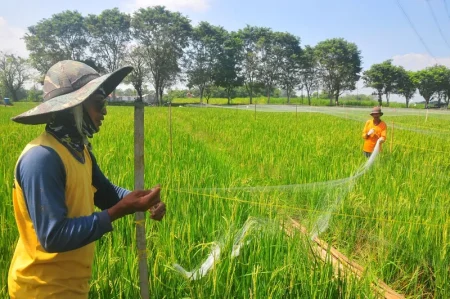 Strategi Majukan Sektor Pertanian Dalam Negeri