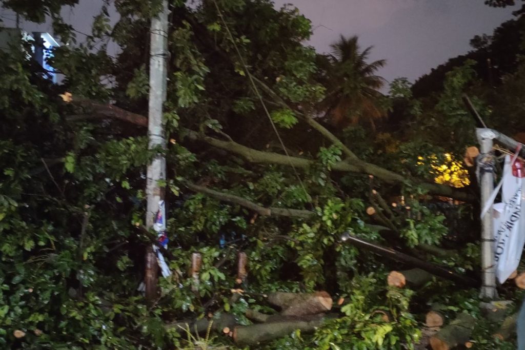 13 Pohon Tumbang di Jakarta, 2 Orang Jadi Korban