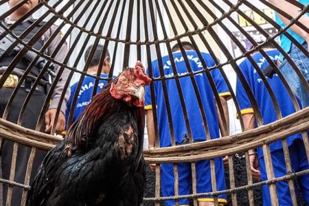 3 Anggota Polres Way Kanan Gugur Saat Pemberebekan Judi Sabung Ayam