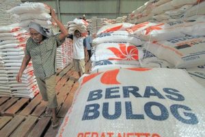 300 ribu ton Beras penting Berkutu, bulog ditduding tak mampu kelola