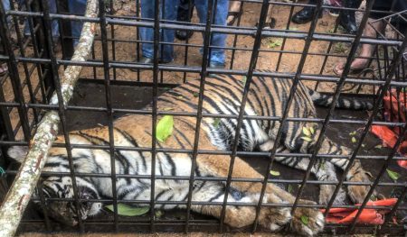 6 Orang Ditangkap Atas Kasus Kematian Harimau Di Riau