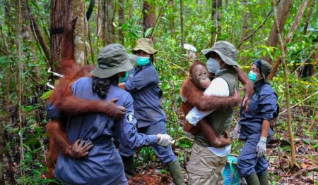 Baru Diresmikan, Menhut Antarkan Anak Orang Utan Berangkat Sekolah Di Nyaru Menteng Kalteng