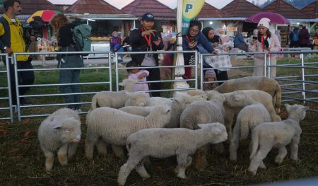 Bihkah Domba Memakan Makanan Manusia Ini Penjelasananya