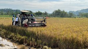 Bulog Banyumas Serap Ribuan Ton Beras Dan Gabah Pada Musim Panen