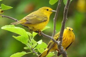 Burung Di Galápagos Jadi Lebih Agresif Akibat Kebisingan Lalu Lintas, Studi Ungkap Adaptasi Unik