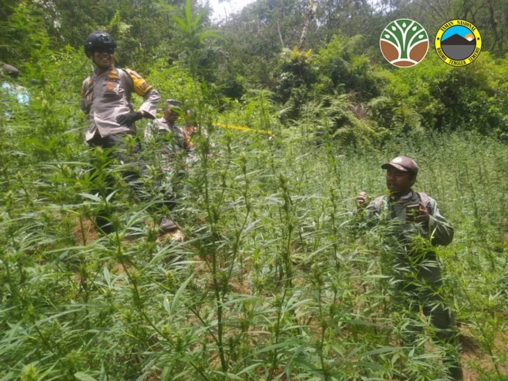 DPR AKAN PANGGIL KEMENHUT SOAL TEMUAN LADA GANJA DI BROMO