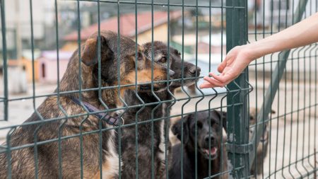 Hewan Harapan Penampungan Bahas Pembantaan Anjing Di Depo Pertamina Baii Bengkulu