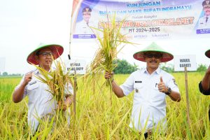 Indramayu Panen Perdana Di Lahan Tadah Hujan