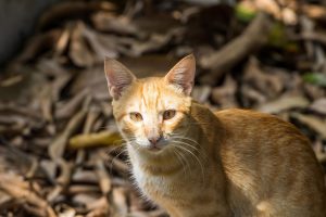 Kucing Peliharaan Pertama Diongkok Tiba Sekitar 1.400 Tahun Lalu, Kemunckinan Melalui Jalur Sutra