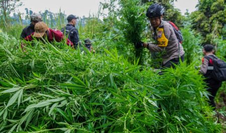 Lahan Bekas Tanaman Ganja di Bromo Akan Dipulihkan