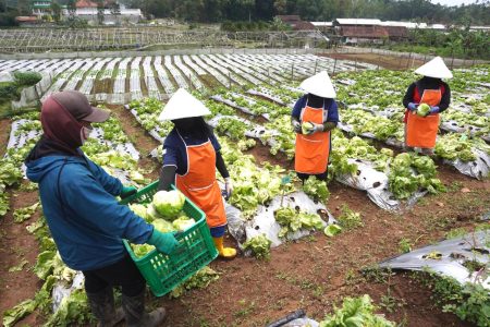 McDonalds Indonesia Berikan BPJS Ketenagakerjaan untuk Petani Lokal di Jawa Barat