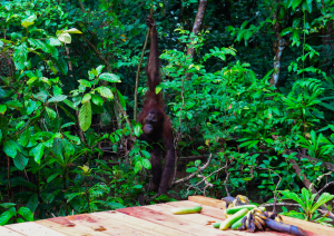 Orang org utan kembali pulu pulau salat