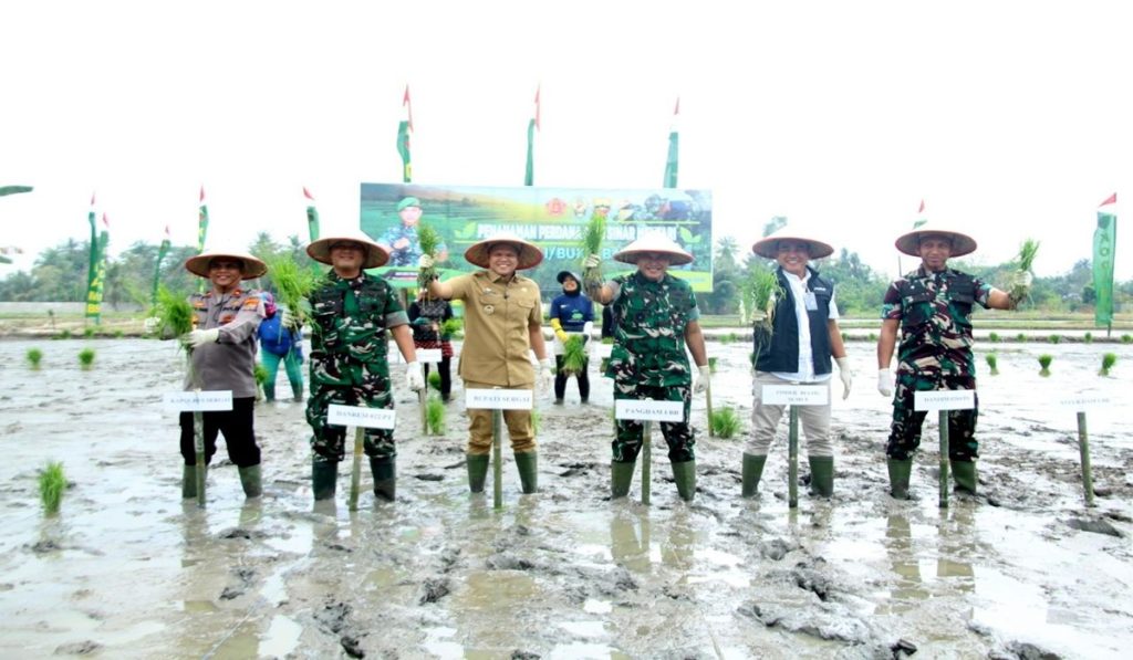 Pemkab Sergai Bersama Tni Kembangkan Padi Varietas Unggul Sinar Mentari