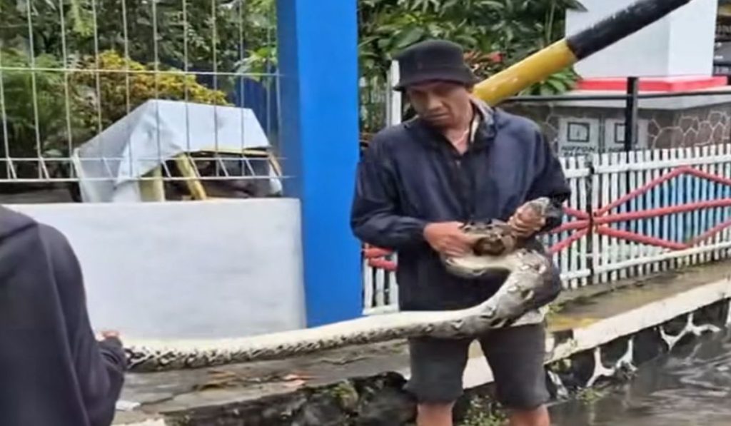 Penampakan Ular Di Tengah Banjir Bekasi, Waraga Diminta Waspada