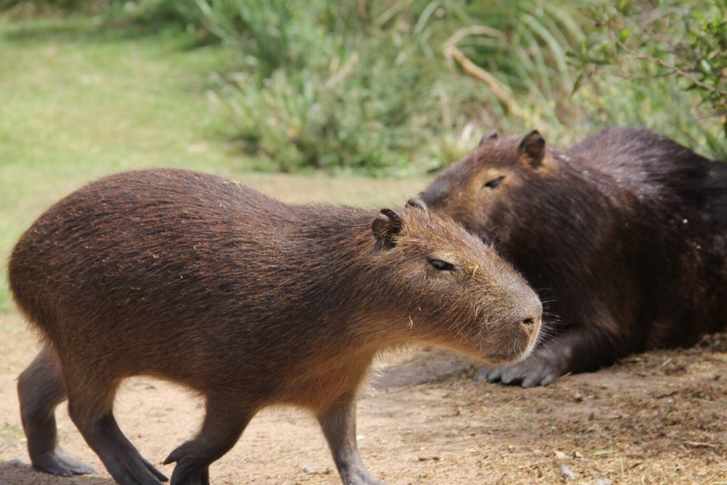 Perdana Menteri Australia Kecam Influencer sebagai Yang Menculik Bayi Wombat