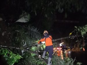 Pohon Tumbang Tutup Aksses Jalan Wisata Ke Dieng