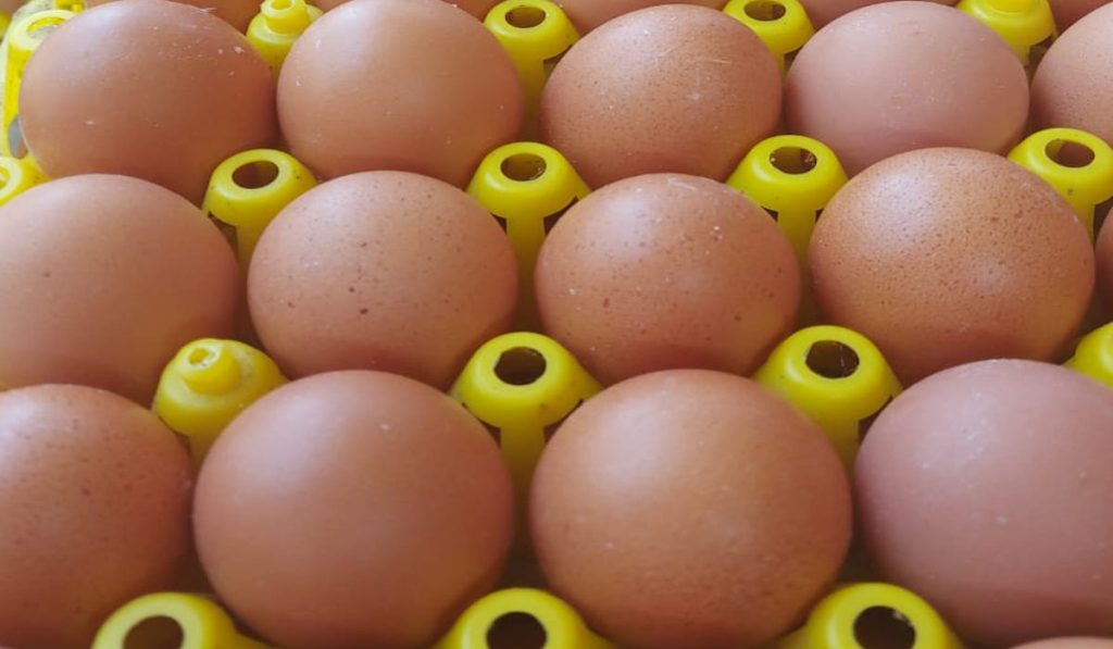 Produksi telur nasional melimpah dan harga stabil di tengah fenomena eggflation