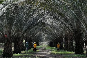 TNI Pegang Peran Strategis Tangani Perkebunan Sawit Ilegal