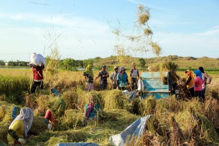 Tani Merdeka Gandeng Bulog Jatim untuk Maksimalkan Serapan Gabah