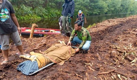 Tewaska Pekerja Kehutanan, Harimau Sumatra Di Pelalawan Dievakuasi