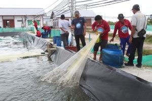 Udang udang Didorong Hasilkan Pad Dan Serap Tenaga Kerja Di Kalteng